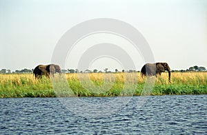 African elephants, Chobe National Park, Botswana