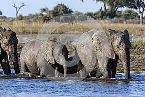 African Elephants - Chobe National Park - Botswana