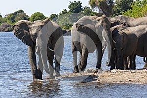 African Elephants - Chobe National Park - Botswana