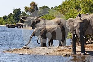 African Elephants - Chobe National Park - Botswana