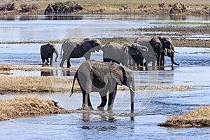 African Elephants - Chobe National Park - Botswana