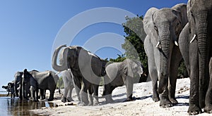 African Elephants - Chobe River - Botswana