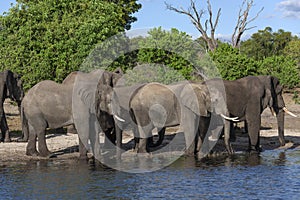 African Elephants - Chobe River - Botswana