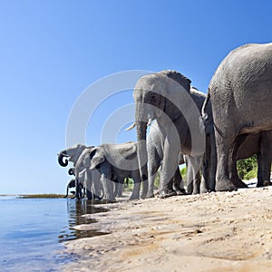 African Elephants - Chobe River - Botswana