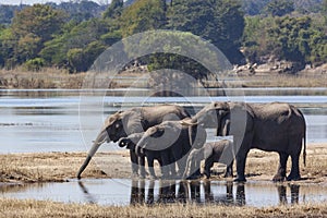 African Elephants - Chobe River - Botswana
