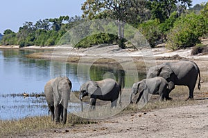 African Elephants - Chobe River in Chobe National Park - Botswana