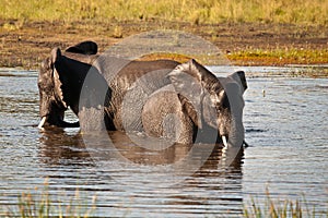 African Elephants cooling bath