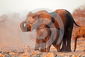 African elephants covered in dust