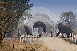 African elephants crossing railway in Zambia, Africa