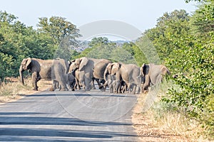 African elephants crossing road H1-6