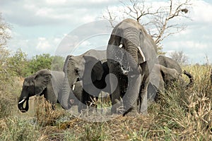 African Elephants drinking