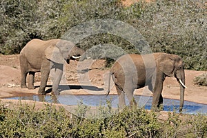 African Elephants Drinking