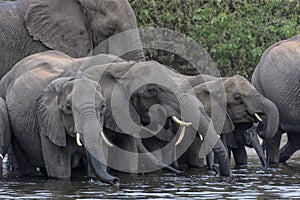 African Elephants drinking - Chobe River - Botswana