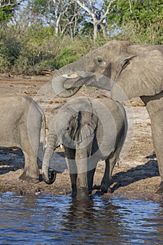 African Elephants drinking at the Chobe River - Botswana