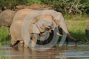 African elephants drinking, Kruger, South Africa