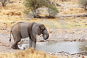 African elephants drinking at a muddy waterhole