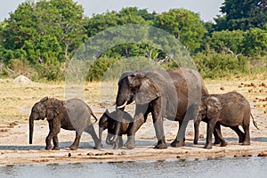 African elephants drinking at a muddy waterhole