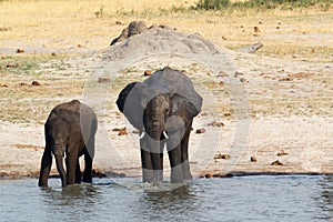 African elephants drinking at a muddy waterhole