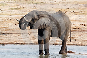 African elephants drinking at a muddy waterhole