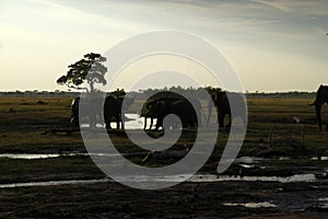 African Elephants Drinking on the Plains