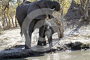 African Mum & Baby Elephant Drinking on the Plains