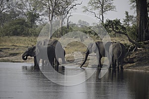 African elephants drinking at a river