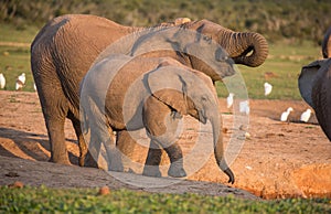 African Elephants Drinking Water in Late Afternoon