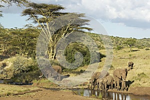 African Elephants drinking water at pond in afternoon light at Lewa Conservancy, Kenya, Africa