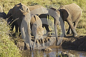 African Elephants drinking water at pond in afternoon light at Lewa Conservancy, Kenya, Africa