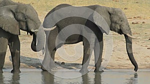 African elephants drinking at waterhole