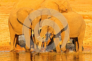 African elephants drinking at a waterhole lifting their trunks, Hwange, Zimbabwe. Wildlife scene from nature. Elephant in the wate