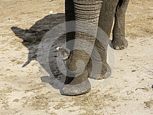 African elephants at Elephant sands waterhole, Botswana photo