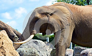 African elephants are elephants of the genus Loxodonta.