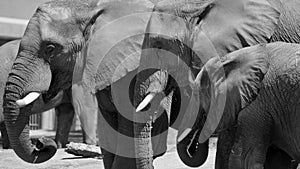 African elephants are elephants of the genus Loxodonta.