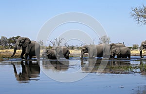 African elephants enjoying drinking time on the Okavango Delta