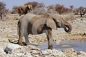 African Elephants in Etosha National Park, Namibia