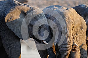 African elephants, etosha nationalpark, namibia