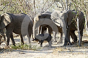 African Elephants family group on the Plains