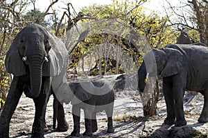 African Elephants family group on the Plains