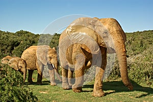 African elephants family walking through bushveld