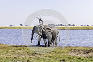 African elephants feed on an island in the Chobe River. Botswana