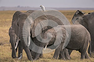 African Elephants feeding at Amboseli national Park ,Kenya.