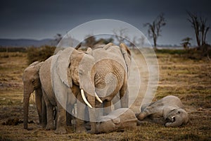 African Elephants feeding at Amboseli national Park ,Kenya.