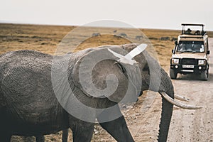 African Elephants feeding at Amboseli national Park ,Kenya.