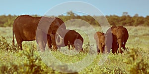 African Elephants female group