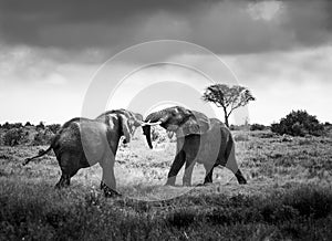 African elephants fight in the savanna, safari in Africa, Kenya, Tanzania Uganda, elephant fighting