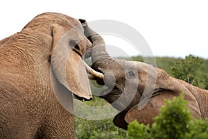 African Elephants Fighting