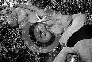 African Elephants fighting - Botswana