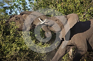 African Elephants Fighting - Botswana