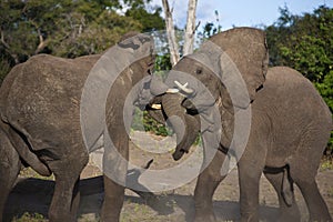 African Elephants Fighting - Botswana